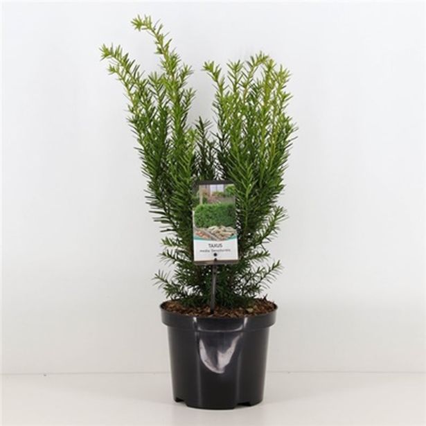 IGLAVEC TISA DENSIFORMIS L19