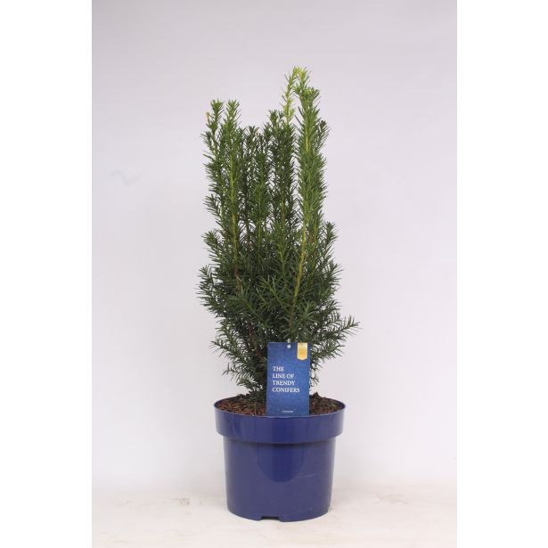 IGLAVEC TISA HICKSII L11