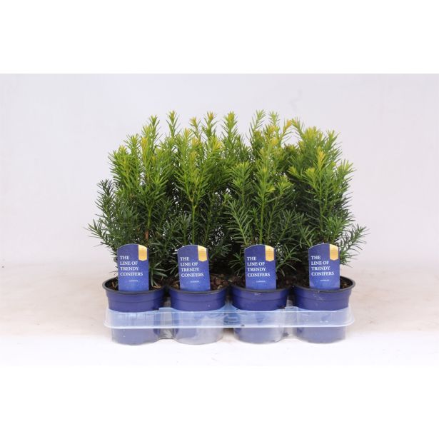 IGLAVEC TISA HICKSII L11