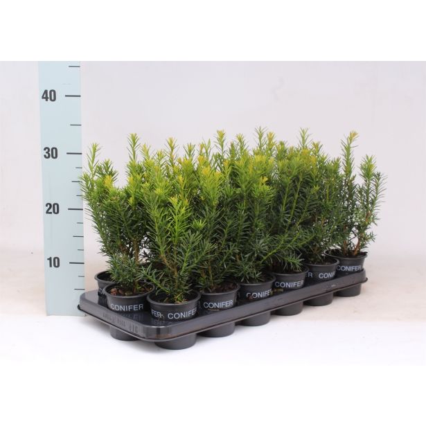 IGLAVEC TISA HICKSII L9