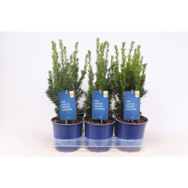 IGLAVEC TISA HILLII L15