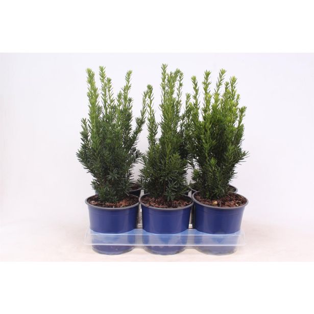 IGLAVEC TISA HILLII L15