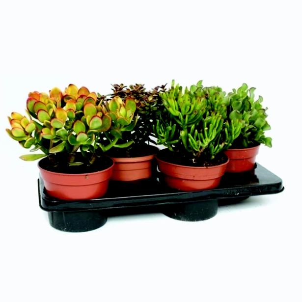 KRASULA TOLŠČICA L10.5