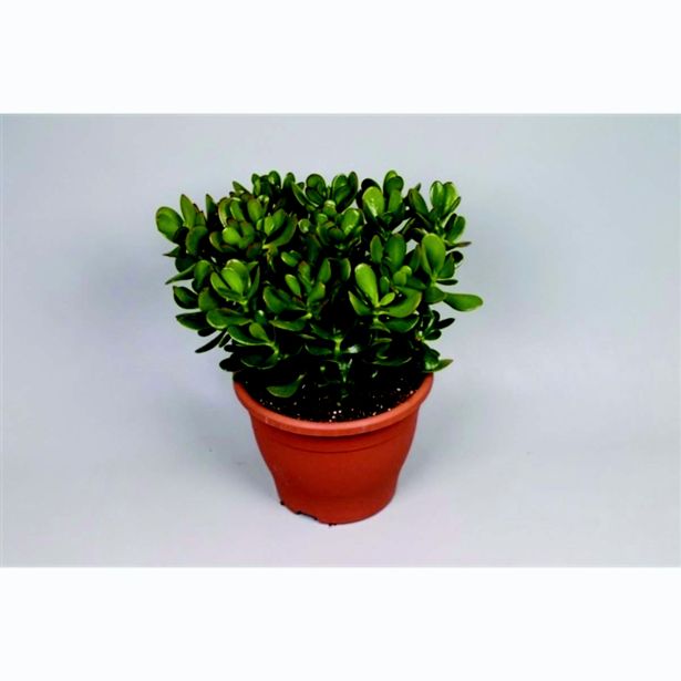 KRASULA TOLŠČICA L23