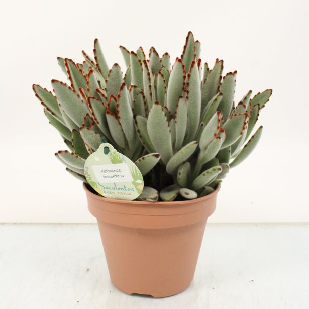 KALANHOJA TOMENTOSA L14