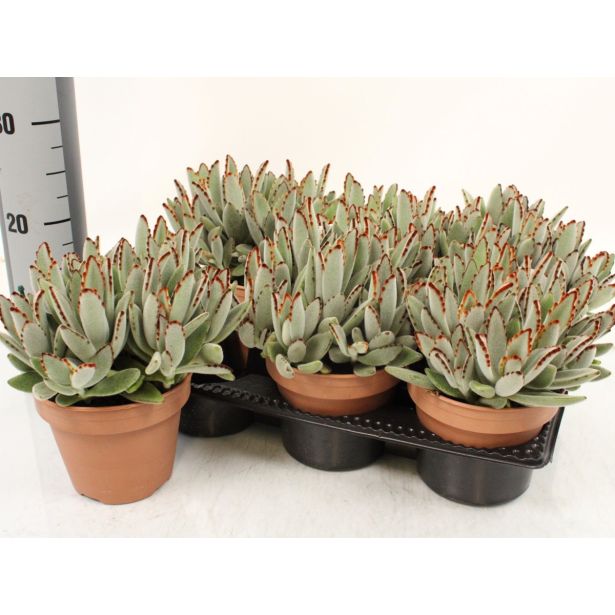 KALANHOJA TOMENTOSA L14