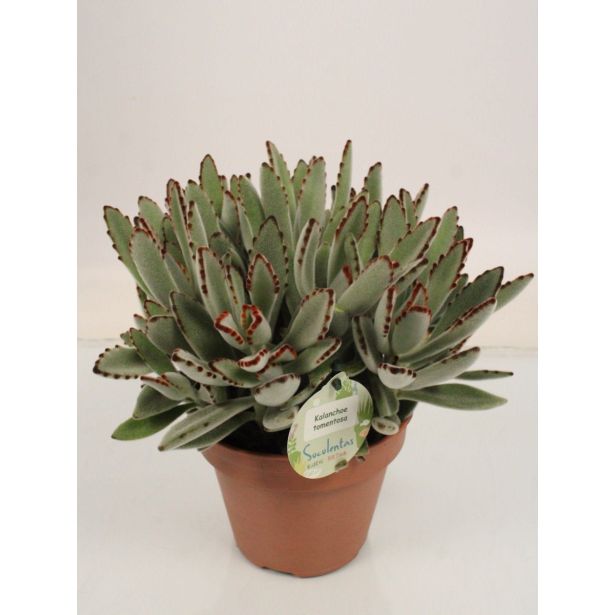 KALANHOJA TOMENTOSA L14