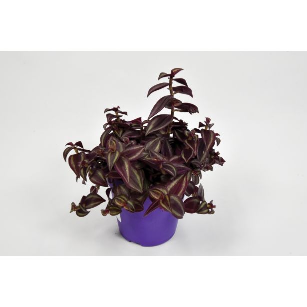 SOBNA ZELENA RASTLINA TRADESKANCIJA L12