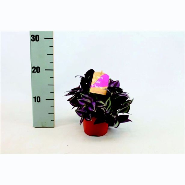 SOBNA ZELENA RASTLINA TRADESKANCIJA PURPU. L12