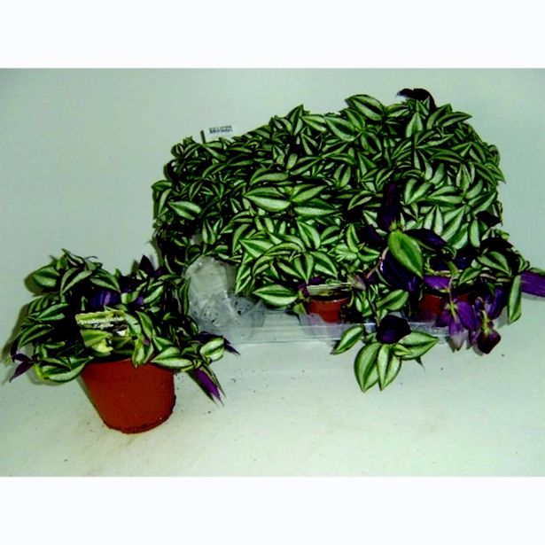 SOBNA ZELENA RASTLINA TRADESKANCIJA ZEBRA L12