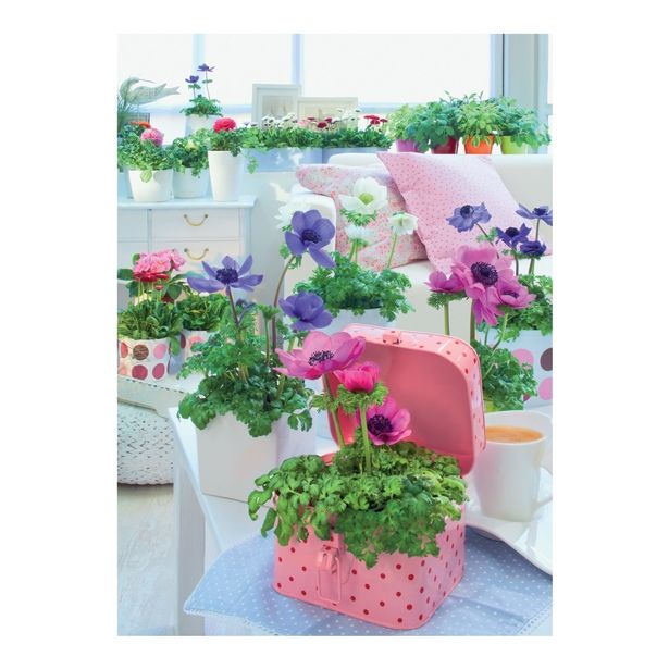 TRAJNICA ANEMONA CORONARIA ANIMO MIX L13