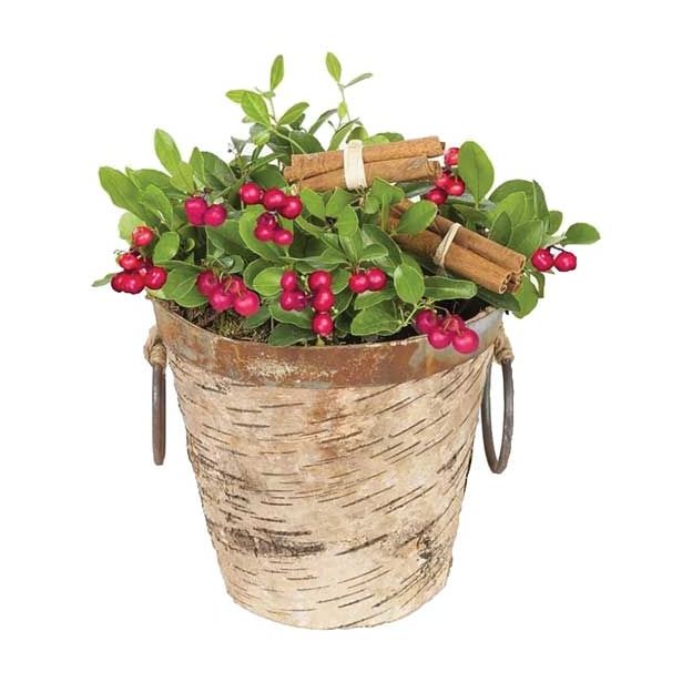 TRAJNICA ARANŽMA GAULTERIA