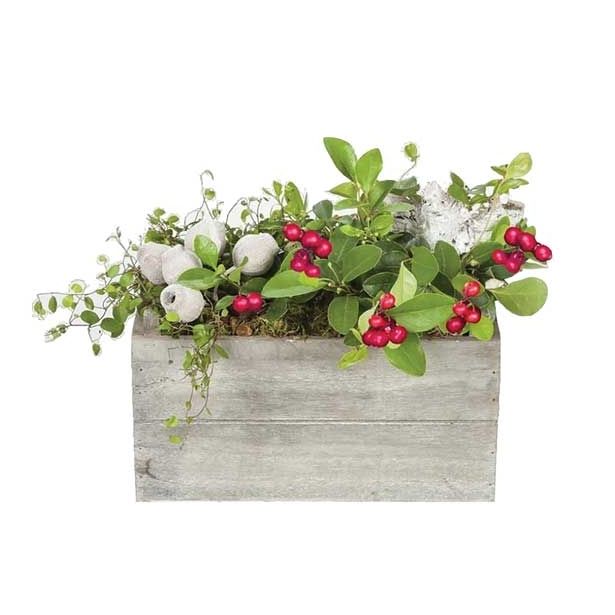 TRAJNICA ARANŽMA GAULTERIA V KORITU