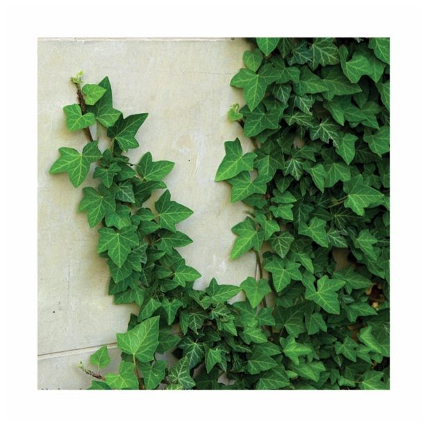 BRŠLJAN EVITA MIX L13