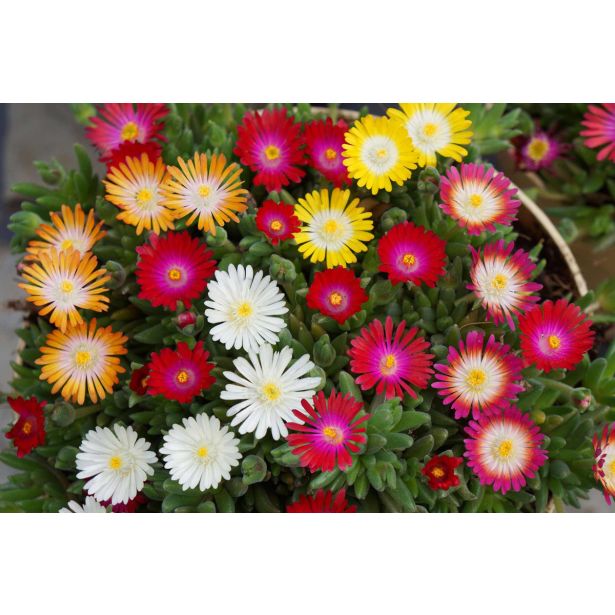 TRAJNICA DELOSPERMA JEWEL DESERT L12 CM