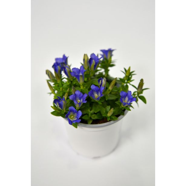 TRAJNICA ENCIJAN L11