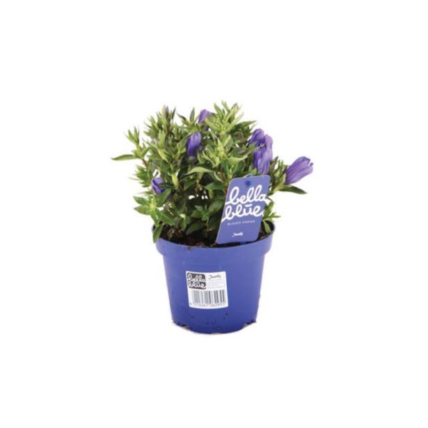 TRAJNICA ENCIJAN SCABRA BELLA BLUE