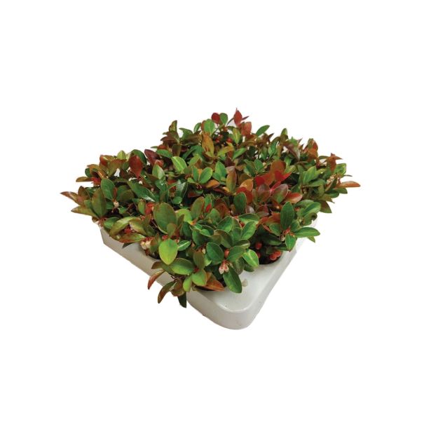 TRAJNICA GAULTERIJA PROCUMBENS MINI