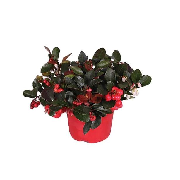 GAULTERIJA PROCUMBENS BIG BERRY