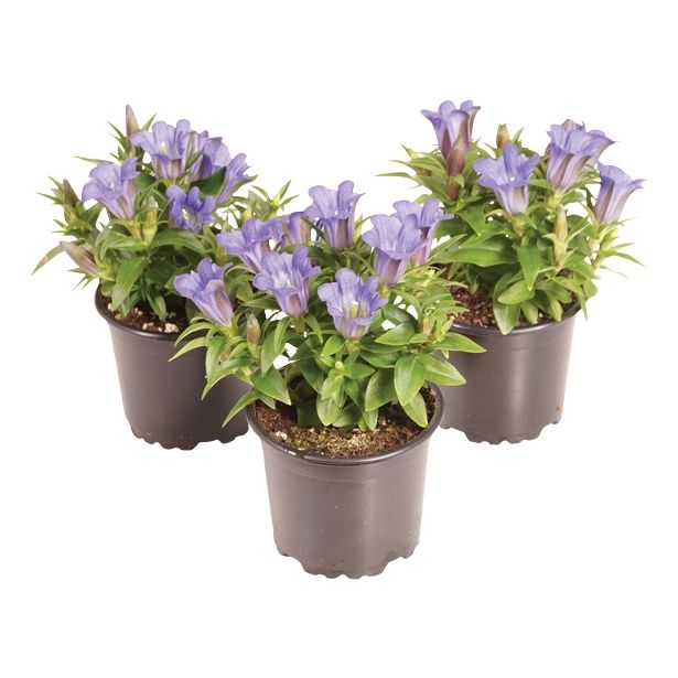 TRAJNICA GENTIANA SCABRA