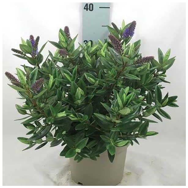 TRAJNICA HEBE HEBEDONA BRITTA