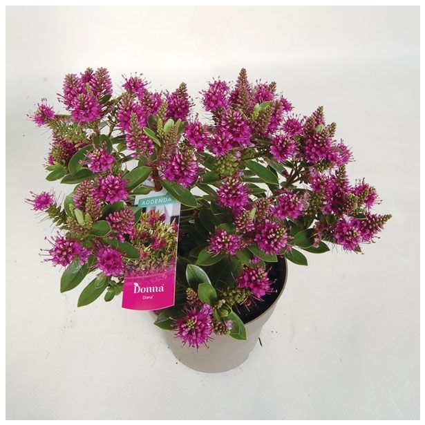 TRAJNICA HEBE HEBEDONA DIANA