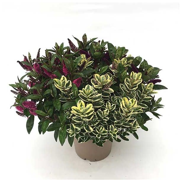 TRAJNICA HEBE MIX V SADILNEM LONCU DONNA TRIO