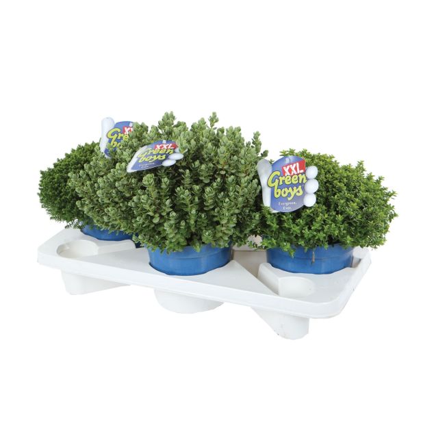 TRAJNICA HEBE, JETIČNIK ARMSTRONGI GREEN BOYS XXL