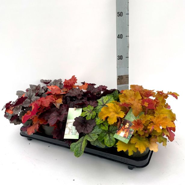 TRAJNICA HOJHERA INDIAN SUMMER L12