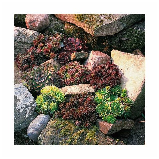 TRAJNICE MIX SUKULENTE L12 MIX SORT