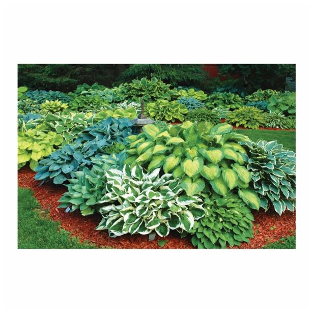 TRAJNICA HOSTA FORTUNEI EXTRA MIX