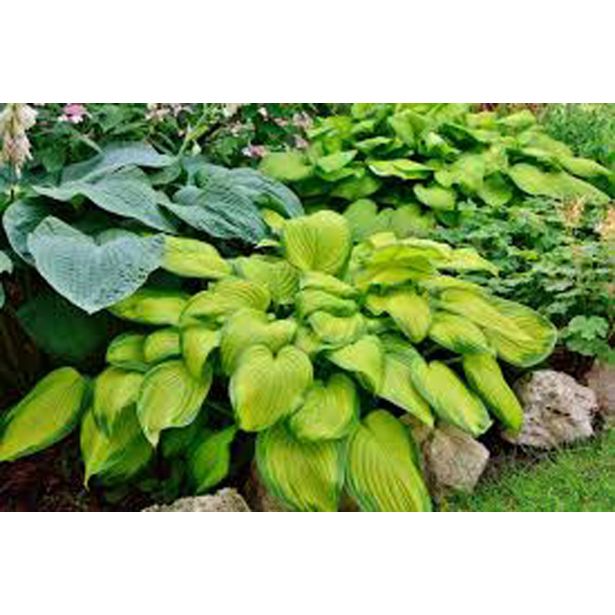 TRAJNICA HOSTA (FUNKIJA) L11 CM