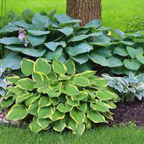 TRAJNICA HOSTA (FUNKIJA) L11 CM