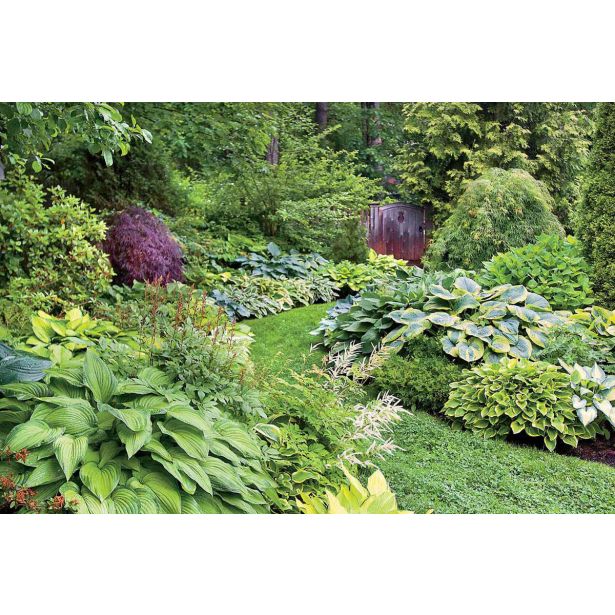 TRAJNICA HOSTA (FUNKIJA) L11 CM