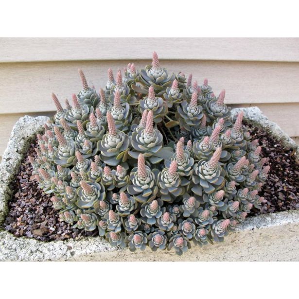 TRAJNICA KITAJSKI KLOBUK (OROST. I WARENGE CHIN. HAT) L14 CM