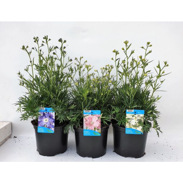 TRAJNICA KITAJSKI OSTROŽNIK L17