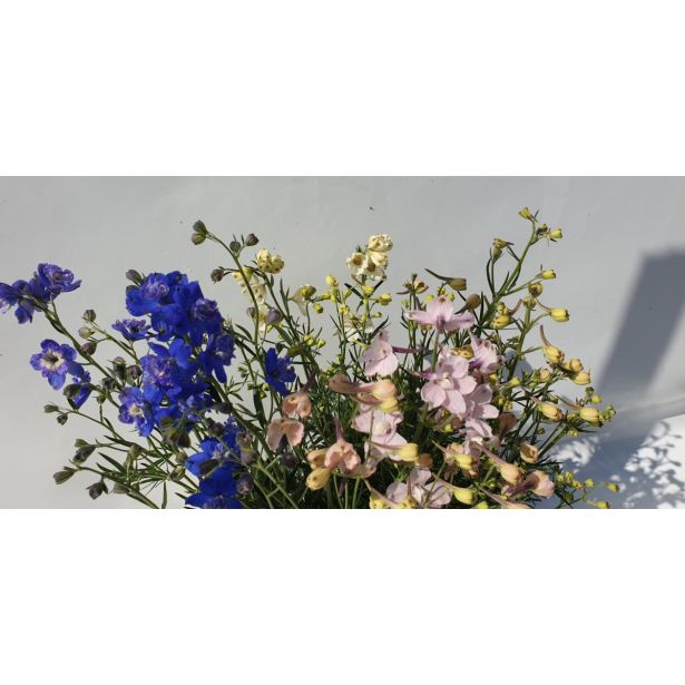 TRAJNICA KITAJSKI OSTROŽNIK L17