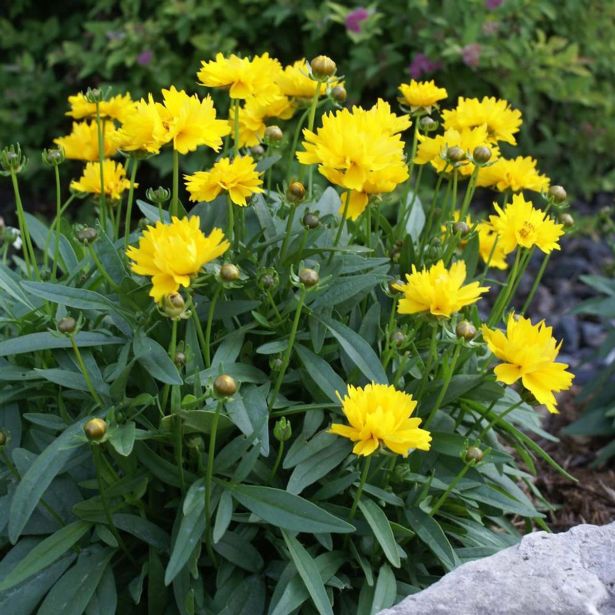 TRAJNICA LEPE OČKE (COREOPSIS PRESTO) L14 CM