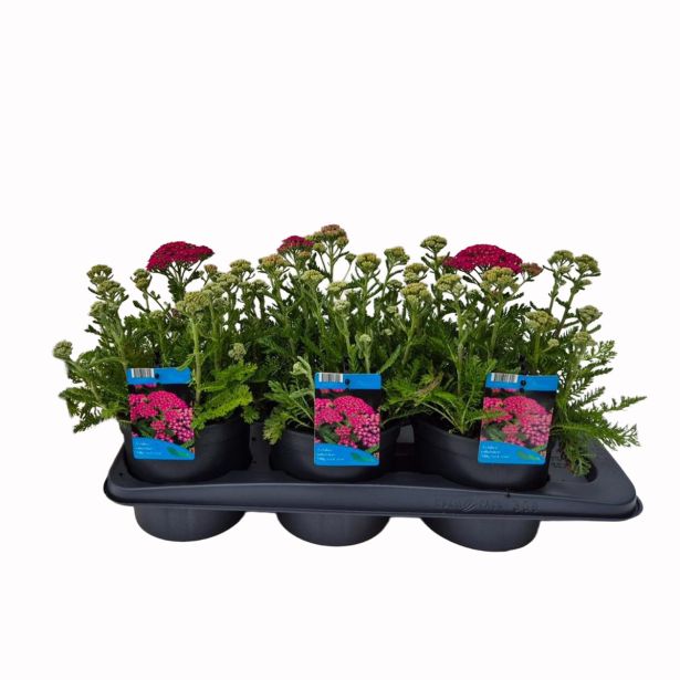 TRAJNICA NAVADNI RMAN MILLY ROCK ROSE L17 CM