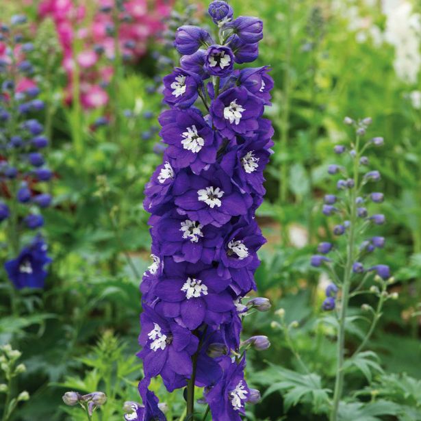 TRAJNICA OSTROŽNIK (DELPHINIUM MAGIC FOUNTAIN) L17 CM