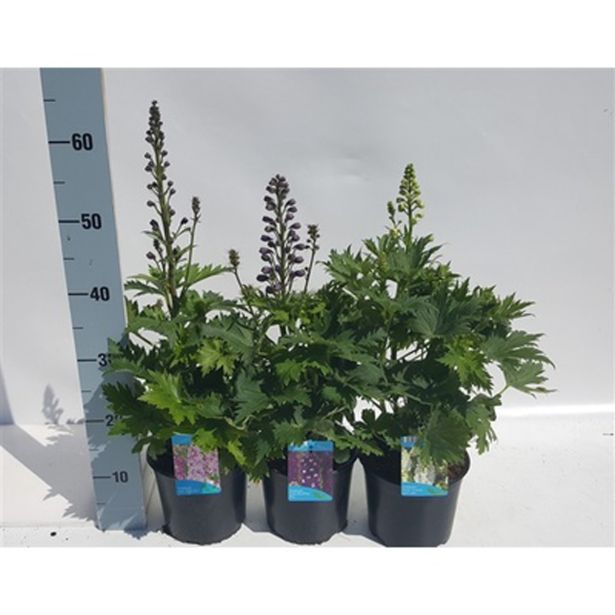 TRAJNICA OSTROŽNIK MIX L17