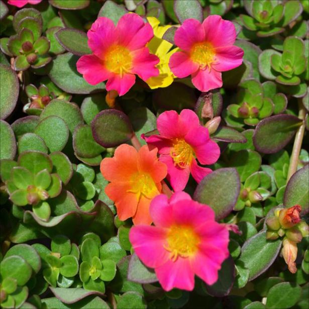 TRAJNICA PORTULACA NANO (NAVADNI TOLŠČAK) L10.5CM