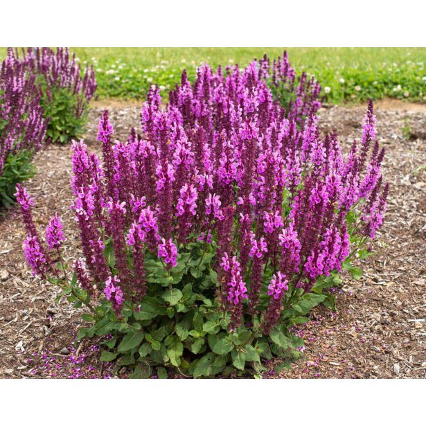 TRAJNICA SALVIA L17 CM