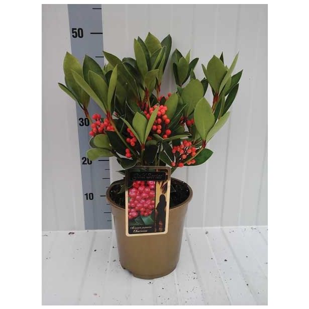 TRAJNICA SKIMMIA JAPONICA OBSESSION