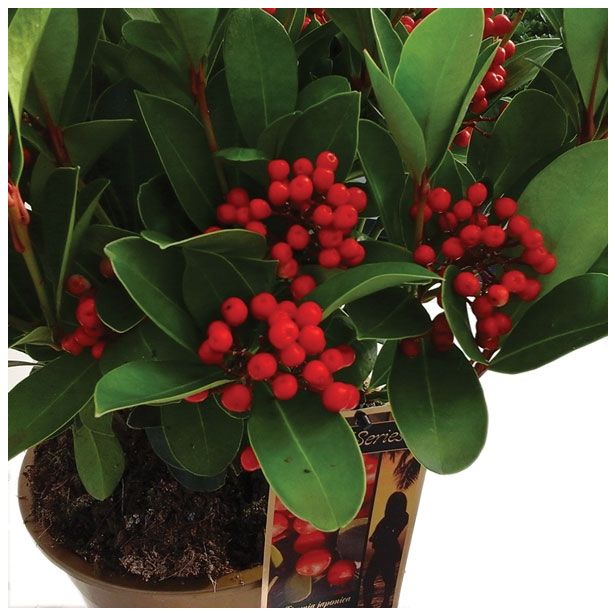 TRAJNICA SKIMMIA JAPONICA OBSESSION