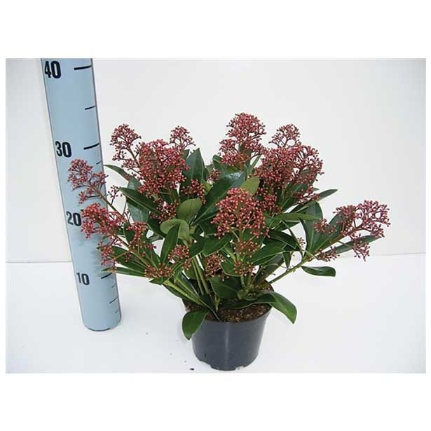 TRAJNICA SKIMMIA JAPONICA RUBELLA