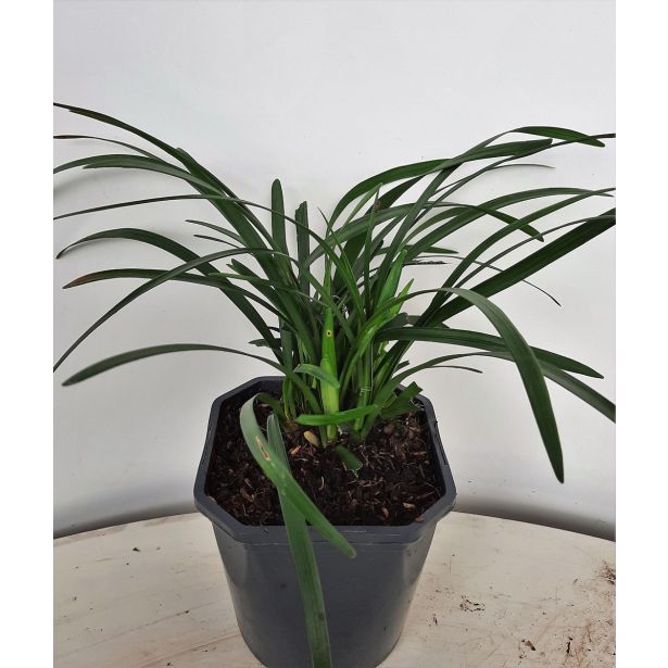 TRAJNICA TRAVASTA LILIJA L17