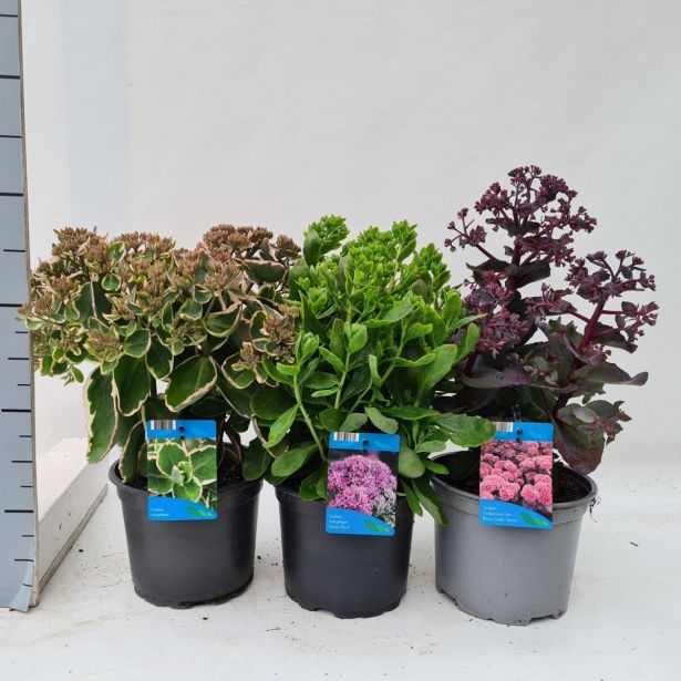 TRAJNICA VELIKA HERMELIKA MIX L17