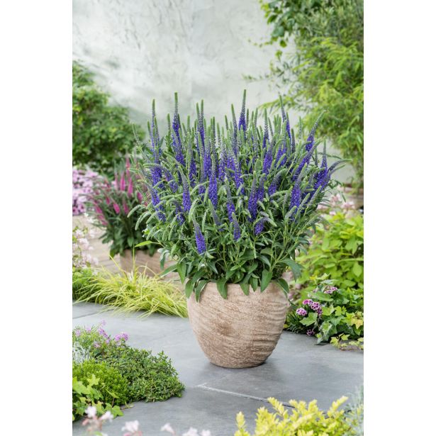 TRAJNICA VERONIKA (VERONICA ANNIVERSARY BLUE) L17CM