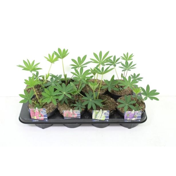 TRAJNICA VOLČJI BOB MIXED L13